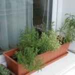 2013-07-06 zioła na balkonie 2013-07-06 zioła na balkonie