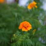 2013-08-04 aksamitki 2013-08-04 aksamitki