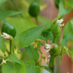2013-08-04 papryczka Chili Pimenta owocuje 2013-08-04 papryczka Chili Pimenta owocuje