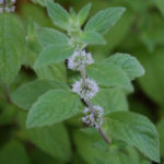 2013-08-04 mięta 2013-08-04 mięta