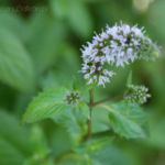 2013-08-04 mięta pieprzowa 2013-08-04 mięta pieprzowa