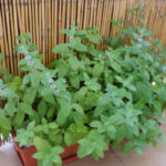 2013-08-04 mięty 2013-08-04 mięty