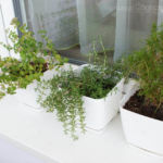 2013-08-04 oregano, rozmaryn i ziele oliwne 2013-08-04 oregano, rozmaryn i ziele oliwne