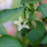 2013-08-04 papryczka Chili Pimenta kwitnie 2013-08-04 papryczka Chili Pimenta kwitnie