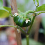 2013-08-04 papryka Oleńka 2013-08-04 papryka Oleńka