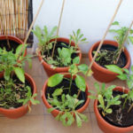 2013-08-04 papryki 2013-08-04 papryki