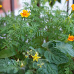 2013-08-04 pomidorki koktajlowe i aksamitki 2013-08-04 pomidorki koktajlowe i aksamitki