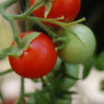 2013-08-04 pomidorki koktajlowe Maskotka 2013-08-04 pomidorki koktajlowe Maskotka