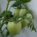 2013-08-04 pomidory owalne 2013-08-04 pomidory owalne