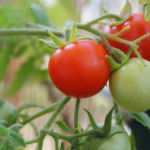 2013-08-04 pomidorki koktajlowe Maskotka 2013-08-04 pomidorki koktajlowe Maskotka