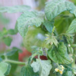 2013-08-04 pomidorki koktajlowe Balkoni Red 2013-08-04 pomidorki koktajlowe Balkoni Red