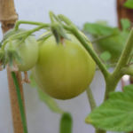 2013-08-04 pomidory owalne 2013-08-04 pomidory owalne