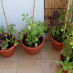 2013-08-04 pomidory owalne 2013-08-04 pomidory owalne