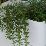 2013-08-04 rozmaryn 2013-08-04 rozmaryn