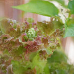 2013-08-04 sałata zaczyna kwitnąć 2013-08-04 sałata zaczyna kwitnąć