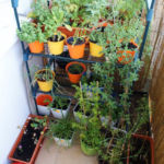 2013-08-04 zioła na balkonie 2013-08-04 zioła na balkonie