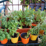 2013-08-04 zioła na balkonie 2013-08-04 zioła na balkonie