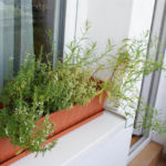 2013-08-04 cząber, tymianek, oregano i estragon 2013-08-04 cząber, tymianek, oregano i estragon