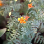 2013-08-14 aksamitki 2013-08-14 aksamitki