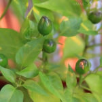 2013-08-14 chili pimenta 2013-08-14 chili pimenta