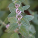 2013-08-14 mieta 2013-08-14 mieta