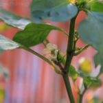 2013-08-14 papryczka chili 2013-08-14 papryczka chili