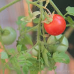 2013-08-14 pomidor maskotka 2013-08-14 pomidor maskotka