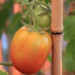 2013-08-14 pomidor owalny 2013-08-14 pomidor owalny