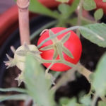 2013-08-14 pomidor 2013-08-14 pomidor