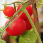 2013-08-14 pomidorki koktajlowe 2013-08-14 pomidorki koktajlowe