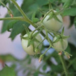 2013-08-14 pomidorki 2013-08-14 pomidorki