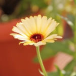 2013-08-24 nagietek 2013-08-24 nagietek