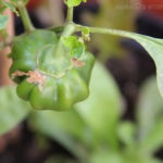 2013-08-24 papryka olenka 2013-08-24 papryka olenka