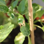 2013-08-24 papryka 2013-08-24 papryka