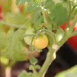 2013-08-24 pomidorki balkoni red 2013-08-24 pomidorki balkoni red