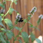 2013-09-03 bzyczek :) 2013-09-03 bzyczek :)