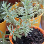 2013-09-03 lawenda 2013-09-03 lawenda