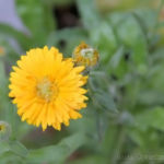 2013-09-03 nagietek 2013-09-03 nagietek