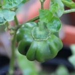 2013-09-03 papryka olenka 2013-09-03 papryka olenka