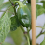 2013-09-03 papryka slodka 2013-09-03 papryka slodka