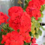 2013-09-03 pelargonie 2013-09-03 pelargonie