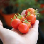 2013-09-03 pomidorki koktajlowe zbiory 2013-09-03 pomidorki koktajlowe zbiory