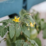 2013-09-03 pomidorki kwitna 2013-09-03 pomidorki kwitna