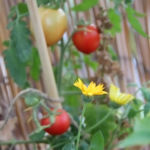 2013-09-03 pomidory i nagietki 2013-09-03 pomidory i nagietki