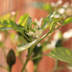 2013-09-26 chili pimenta kwitnie 2013-09-26 chili pimenta kwitnie