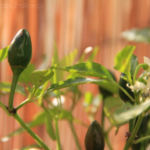 2013-09-26 chili pimenta 2013-09-26 chili pimenta