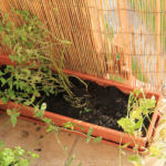 2013-09-26 przesadzona mieta 2013-09-26 przesadzona mieta