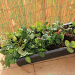 2013-09-26 przesadzone truskawki 2013-09-26 przesadzone truskawki