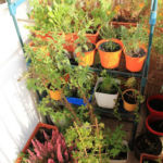 2013-09-26 sloneczny balkon 2013-09-26 sloneczny balkon