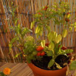 2013-10-03 chili pimenta 2013-10-03 chili pimenta